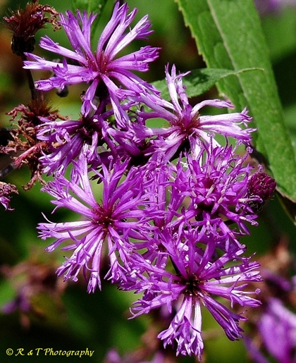 {Vernonia gigantea}